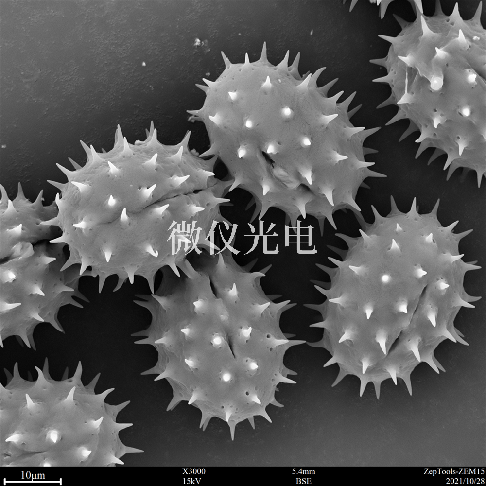 掃描電鏡測樣，要注意什么？